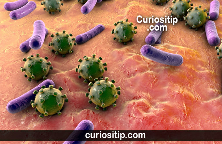¿ Cual es la diferencia entre virus y bacterias? CUAL ES MAS GRAVE